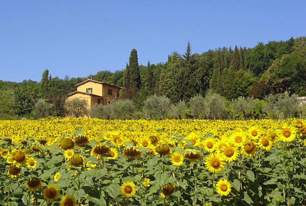 I Casali Del Trebbiolo Villa Molino del Piano Екстериор снимка